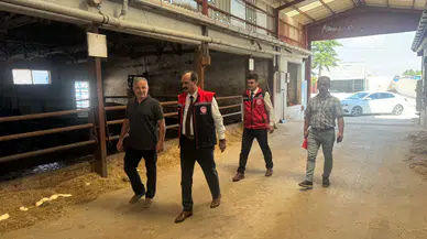 İthal Besilik Hayvan Denetimleri Sürüyor