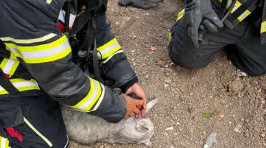 Yanan Evdeki Kediyi İtfaiye Ekibi Kurtardı