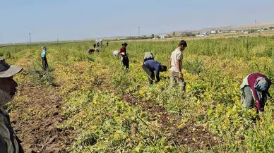 Adilcevaz’da Fasulye Hasadı Başladı