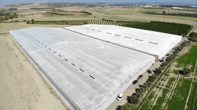 Afetzede Kardeşler Zelzele Bölgesinde 120 Dönüm Serada Muz Üretiyor