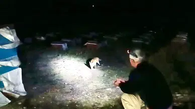 Ağrı’da Arıcılık Yapan Emekli Polis, Her Akşam Yanına Gelen Tilkileri Elleriyle Besliyor