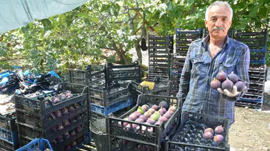 Antalya’da Bursa Siyah İncir Hasadı Tamamlandı