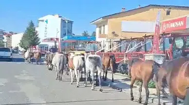 Ardahan’da Başıboş Atlar Sokak Ortasında Geziyor