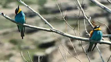 Bitlis, Yaklaşık 300 Kuş Çeşidine Mesken Sahipliği Yapıyor