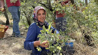 Depremzede Üreticinin Hasadından Mutlu Olduğu Alıç İhraç Ediliyor