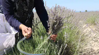Eskişehir’de El Yordamı ile Lavanta Hasadı Başladı