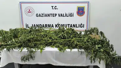 Gaziantep’te 214 Kök Hint Keneviri Ele Geçirildi: 8 Gözaltı