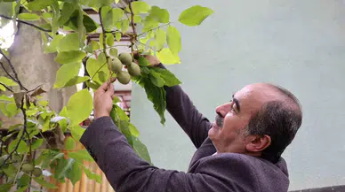 Global Isınma Cevizi de Vurdu