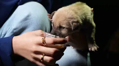 Hayvansever Aile, Anneleri Tarafından Terk Edilen Yavru Köpeklere Sahip Çıktı