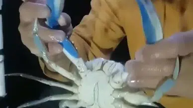 Karadeniz’de Balıkçının Ağına Mavi Yengeç Takıldı