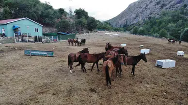 Kesilmekten Kurtulan Atlar 3 Yıldır Muhafaza Çiftliğinde Hayatlarını Sürdürüyor
