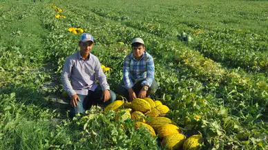 Kırkağaç Kavununda Birinci Hasat Yapıldı