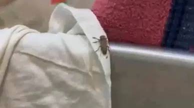 Mide Bulandıran Kaidelerde Besin Üreten 3 İşletme Mühürlendi