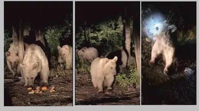 Nemrut Kraterinde Bozayılar Sürü Halinde Görüntülendi