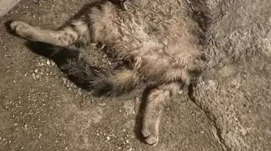 Öldürülen İki Kedi Bir Binanın Deposuna Atıldı