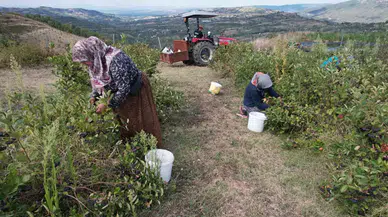 (Özel) Hücreleri Yeniliyor, Diabete Yeterli Geliyor Artık Pazar Arıyor