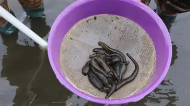 Samsun’dan Tıbbi Sülük İhracatı
