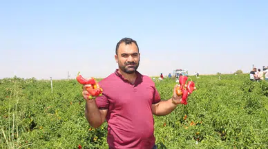 Şanlıurfa’da Acı Biberin Hasadı Sürüyor