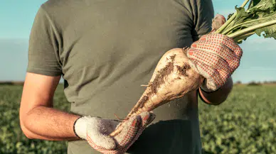 Şeker Pancarı Alım Fiyatı Belli Oldu