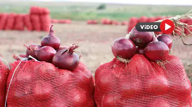 Çorum’un Tescilli Soğanda Hasat Dönemi