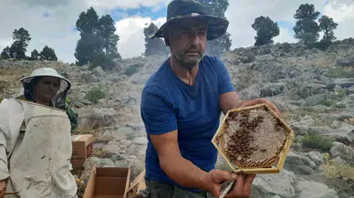 Toros Dağlarının Tepelerinde Ayı Dehşetinden Ballar Erken Hasat Edildi
