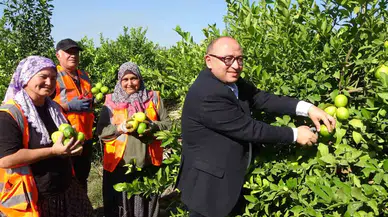 Yılda 1 Milyon Tondan Fazla Üretiliyor: Limonun Başşehrinde Hasat Başladı