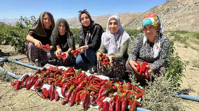 Yüksekovalı Bayanlar Biber Hasadına Başladı