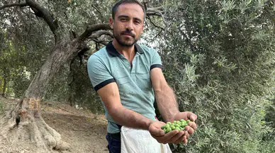 Zelzele Bölgesinde Yüz Güldüren Hasat; Sofralık Zeytin Kilogram Fiyatı 70 TL’den Alıcı Buluyor