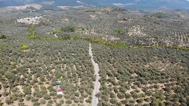 2024-2025 Zeytin Döneminde 3 Milyon 600 Bin Ton Zeytin, 750 Bin Ton Sofralık Zeytin, 2 Milyon 850 Bin Ton Yağlık Zeytin ve 475 Bin Ton Zeytinyağı Rekoltesi Bekleniyor