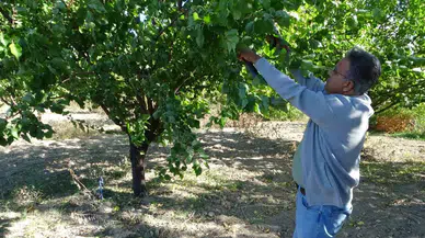 9 Milyon Kayısı Ağacının Bulunduğu Malatya’da Üreticiler İçin Değerli İhtar