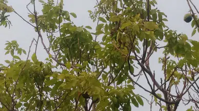 Ağaçlar Yine Mevsimleri Şaşırdı, Çiçek Açtı