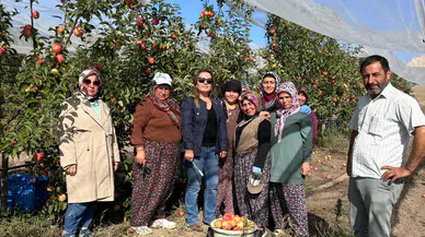 Elma Bahçelerinde Pestisit Denetimi