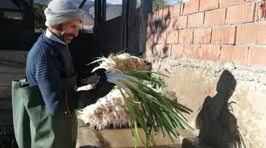 Kışlacık Pırasası Coğrafi İşaretle Tescillendi