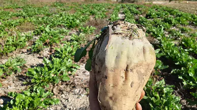 Şeker Pancarı Hasadı Başladı