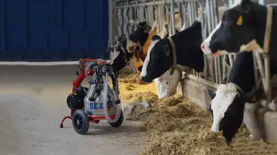 Üreticiler Dikkat, Hibeyle Sağım Makinesi Dağıtılacak!