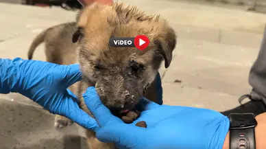 Yavru Köpek Kurtarıldı, O Anlar Yürekleri Isıttı