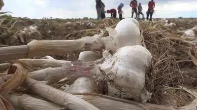 Aksaray’ın Organik Sarımsağına Yurtdışından Talep Arttı