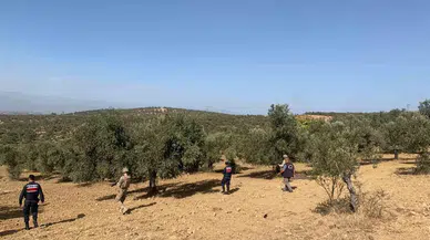 Balıkesir’de Zeytinliklere Jandarma Muhafazası