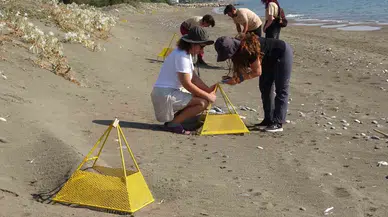 Çıkışlar Tamamlandı, Son Yavrular Denizle Buluştu