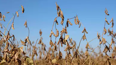 Diyarbakır’da Bu Yıl 35 Bin Dekar Soya Fasulyesi Ekildi
