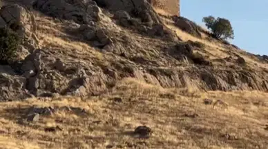 Elazığ’da Dağ Keçileri Şoför Halinde Görüntülendi