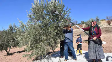 Gaziantep’te Zeytin Hasadı Başladı