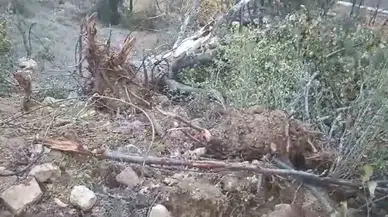Giresun’un Çamoluk İlçesinde Sökülen Yarım Asırlık Ceviz Ağaçları Reaksiyona Neden Oldu