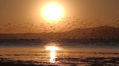Güneşin Kenti Van’da Flamingolarla Gün Batımı
