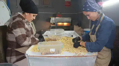 Hasadı Biten Fındıkta Kırma ve Kavurma Devri