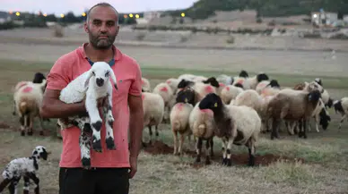 Hayvan Yetiştiricileri, Hayvanlarının Çobanlığını da Kendileri Yapıyor
