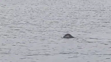 İskenderun Körfezinde Kuşağı Tükenmekte Olan Akdeniz Foku Kameralara Yakalandı