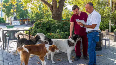 İzmir’de Sahipsiz Köpeklerin Sayımı Başladı