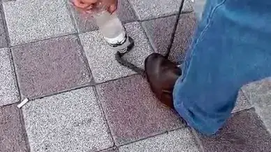 Kahvehaneye Giren Yılanı Vatandaş Yakaladı