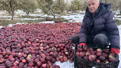 Karlı Dağlarda Şiddetli Elma Hasadı